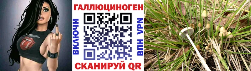 kraken   Жуковский  Псилоцибиновые грибы Cubensis  наркотики 