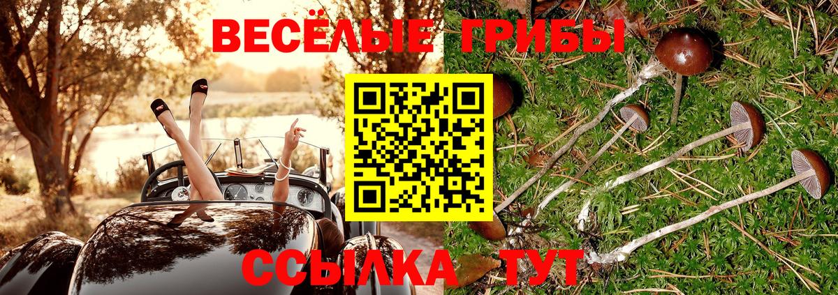 Галлюциногенные грибы Psilocybine cubensis Жуковский